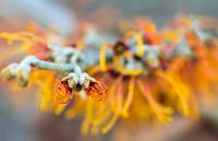 Tuinplant.nl Toverhazelaar