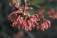 Tuinplant.nl Toverhazelaar