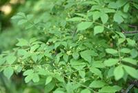 Tuinplant.nl Kardinaalshoed
