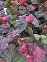 Tuinplant.nl Rode Kronkelhazelaar