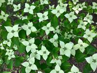 Tuinplant.nl Japanse Kornoelje