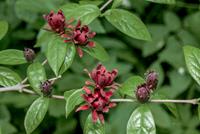 Tuinplant.nl Specerijstruik