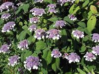 Tuinplant.nl Fluweelhortensia