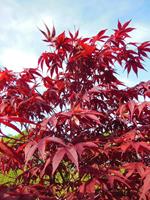 Tuinplant.nl Japanse esdoorn