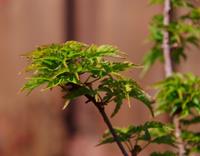Tuinplant.nl Japanse esdoorn