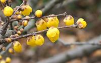 Tuinplant.nl Winterzoet