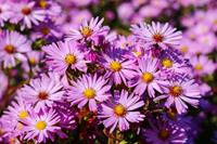 Tuinplant.nl Aster