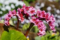 Tuinplant.nl Schoenlappersplant