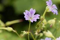 Tuinplant.nl Ooievaarsbek