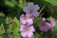 Tuinplant.nl Ooievaarsbek