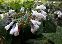 Tuinplant.nl Smeerwortel