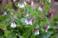 Tuinplant.nl Smeerwortel