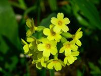 Tuinplant.nl Gulden sleutelbloem