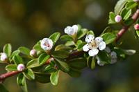 Tuinplant.nl Dwergmispel