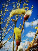 Tuinplant.nl Wilg