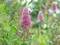 Tuinplant.nl Spierstruik spirea