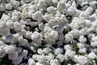 Tuinplant.nl Sneeuwbal