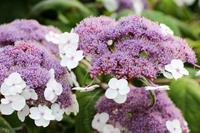 Tuinplant.nl Fluweelhortensia