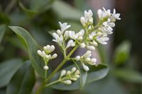 Tuinplant.nl Liguster