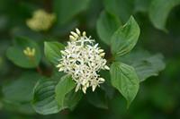 Tuinplant.nl Rode Kornoelje