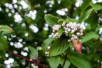 Tuinplant.nl Gele Kornoelje