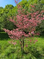 Tuinplant.nl Amerikaanse Kornoelje