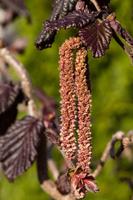 Tuinplant.nl Roodbladige Hazelaar