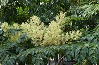 Tuinplant.nl Duivelswandelstok