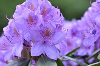 Tuinplant.nl Rhododendron