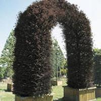 Tuinplant.nl Rode beukenboog