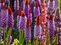 Tuinplant.nl Sleutelbloem