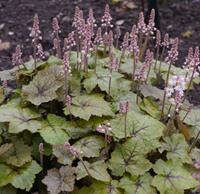 Tuinplant.nl Schuimbloem