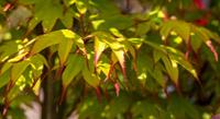 Tuinplant.nl Japanse esdoorn
