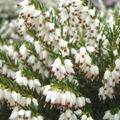 Tuinplant.nl Winterheide