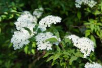 Tuinplant.nl Spierstruik spirea