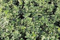 Tuinplant.nl Japanse Kardinaalshoed