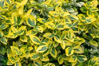 Tuinplant.nl Japanse Kardinaalshoed