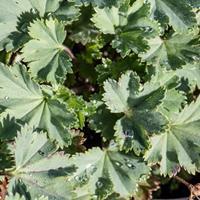 Tuinplant.nl Vrouwenmantel
