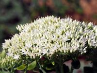 Tuinplant.nl Vetkruid