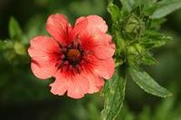 Tuinplant.nl Ganzerik