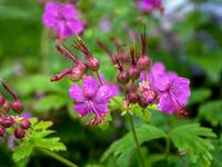 Tuinplant.nl Ooievaarsbek