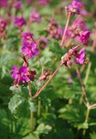 Tuinplant.nl Ooievaarsbek