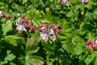 Tuinplant.nl Ooievaarsbek