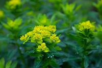 Tuinplant.nl Amandelwolfsmelk