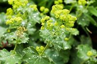Tuinplant.nl Vrouwenmantel