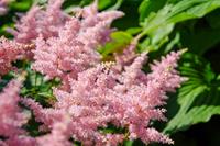 Tuinplant.nl Spirea