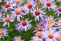 Tuinplant.nl Aster