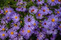 Tuinplant.nl Aster