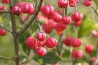 Tuinplant.nl Kardinaalshoed