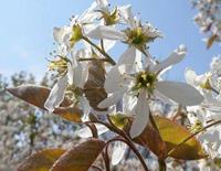 Tuinplant.nl Krentenboom haagplantsoen